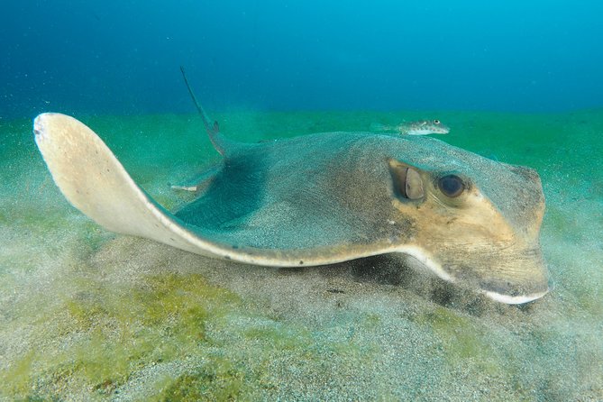 Single Dive for qualified divers from shore, region Puerto del Carmen. - Key points to know before booking