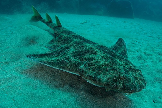 Single Dive for qualified divers from shore, region Puerto del Carmen. - A simple morning at Playa Grande