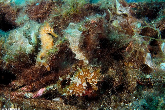 Single Dive for qualified divers from shore, region Puerto del Carmen. - A small group, with less waiting around