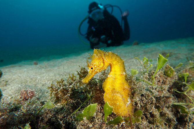 Single Dive for qualified divers from shore, region Puerto del Carmen. - Meeting point and timing in Puerto del Carmen