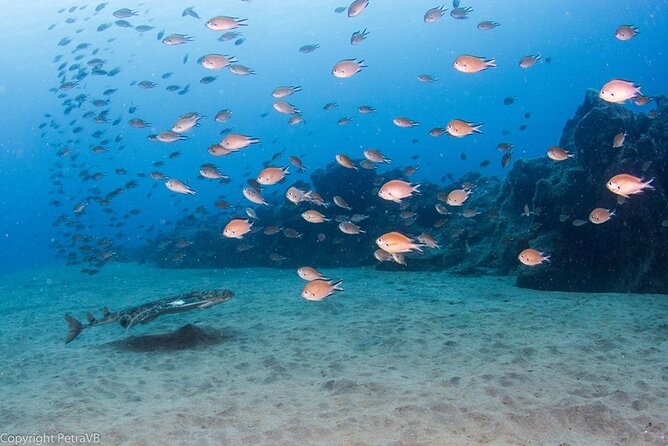 Single Scuba Try-Dive in Puerto del Carmen - small groups - 2 hours - A gentle first look beneath Lanzarote’s water