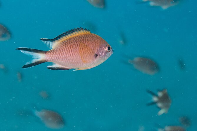 Single Scuba Try-Dive in Puerto del Carmen - small groups - 2 hours - Marine life without the pressure to go deep