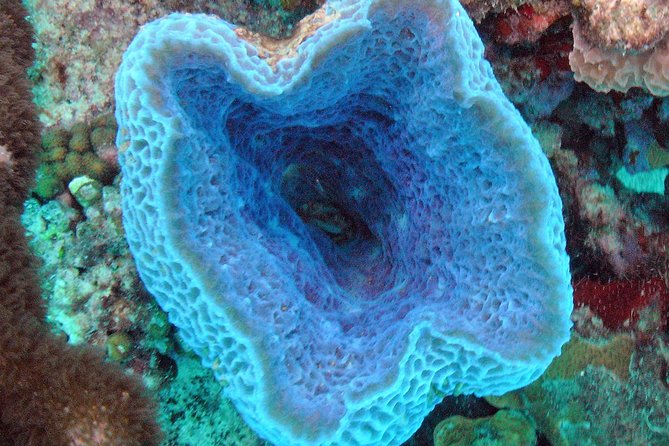 Small-Group Aruba Scuba Diving for Non-Certified Divers - Key points to know before booking