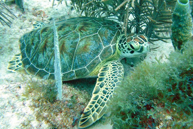 Small-Group Aruba Scuba Diving for Non-Certified Divers - What you may see below Aruba’s surface