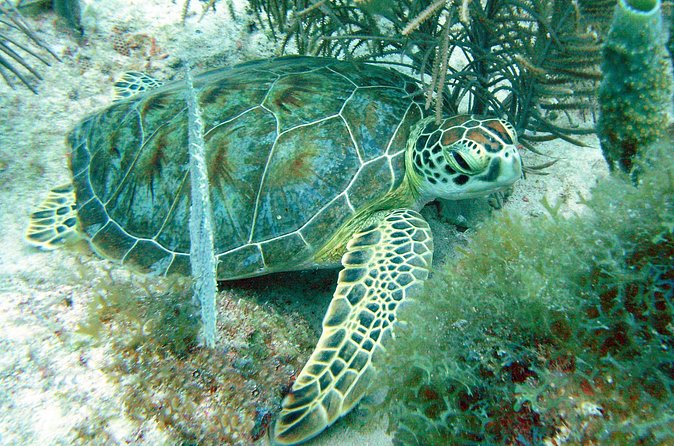 Small-Group Aruba Scuba Diving for Non-Certified Divers - Price, transport, and what the $114 includes