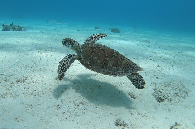 Small Group Diving experience in Caribbean - Pickup, Timing, and the Practical Details