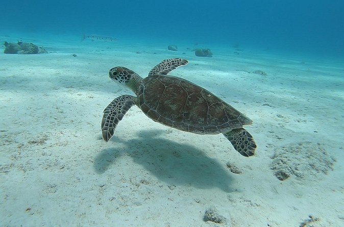 Small Group Diving experience in Caribbean - Is $299 a Fair Price?