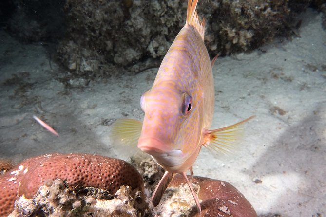 Small Group Guided Shore Dives in St. Andrews State Park, Florida - Who will get the most from this outing