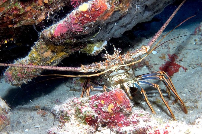 Small Group Guided Shore Dives in St. Andrews State Park, Florida - My call on the St. Andrews outing