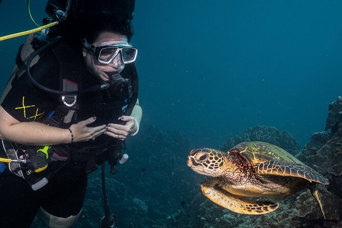 Small-Group Shark and Turtle Dive for Certified Divers - Key points at a glance