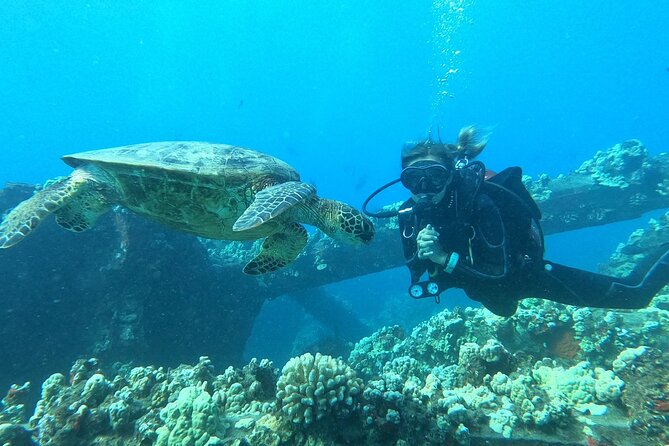 Small-Group Shark and Turtle Dive for Certified Divers - The old pier, turtles, and reef sharks