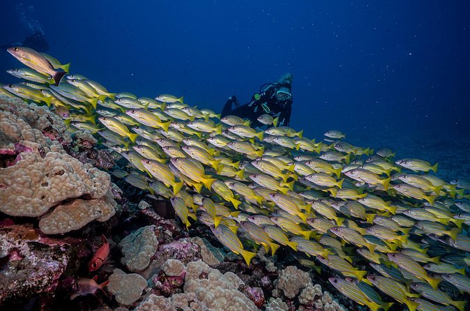 Small-Group Shark and Turtle Dive for Certified Divers - The shore entry is the real drawback