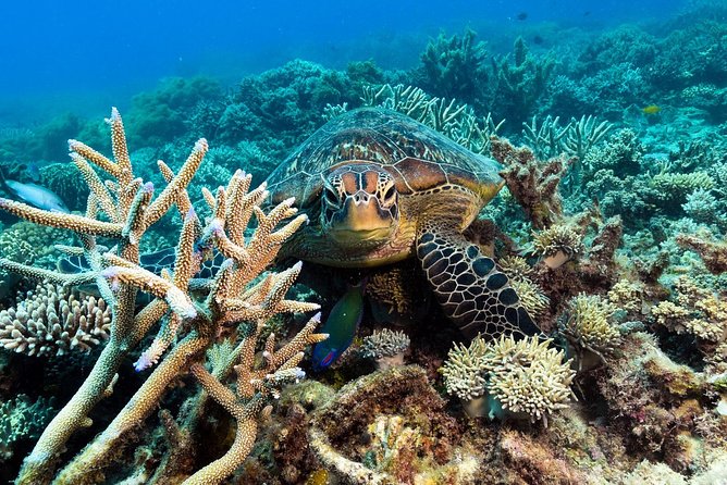 Snorkel & Dive the Reef: Sustainable, Scientific & Cultural Tour - Crowds, weather, and the feel of the platform