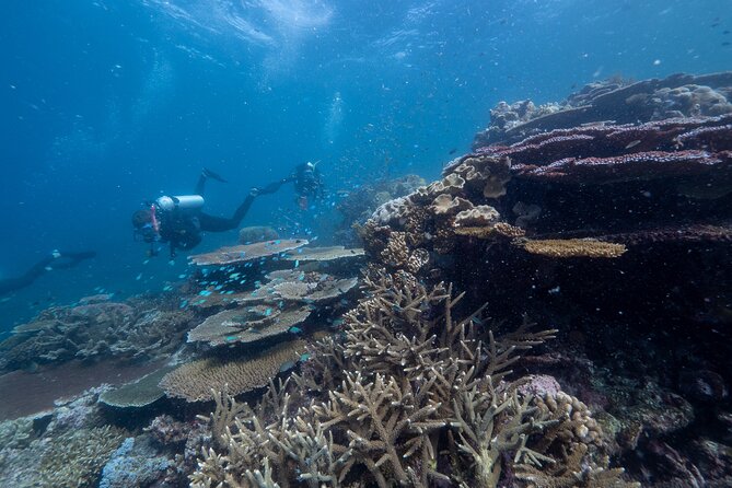 Snorkel & Dive the Reef: Sustainable, Scientific & Cultural Tour - Is $232.39 good value?