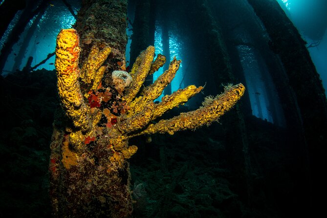 Snorkel Shore Trip with Scubaçao "East Point" - A Shore Trip With Curaçao History Along the Way