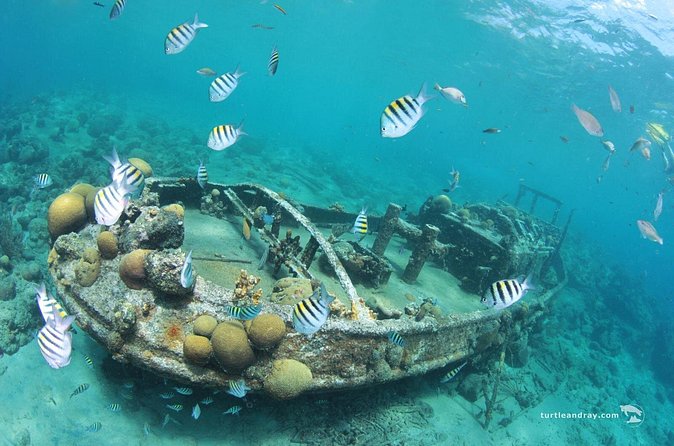 Snorkel Shore Trip with Scubaçao "East Point" - How Beginner-Friendly Is the Snorkeling?