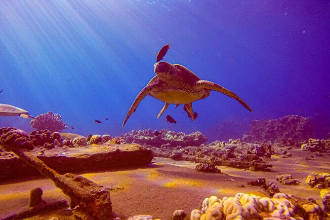 South Maui Shore Dive - What South Maui gives you beneath the surface