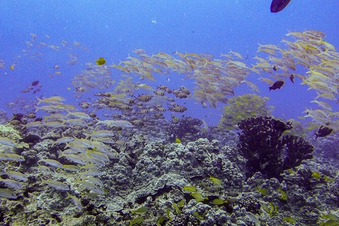South Maui Shore Dive - The 7:00 am meeting in Makena