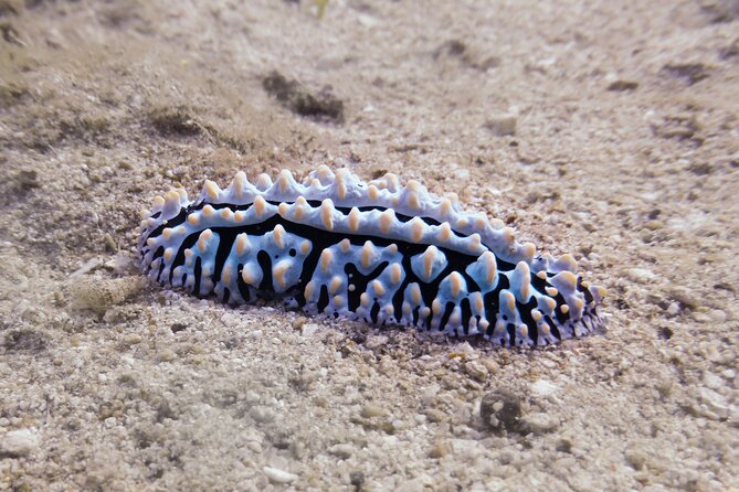 South Maui Shore Dive - What water movement means for your comfort