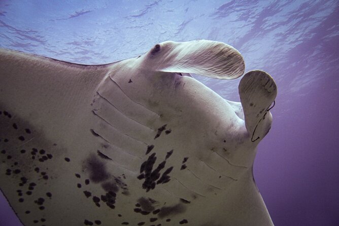 South Maui Shore Dive - Marine life worth watching for