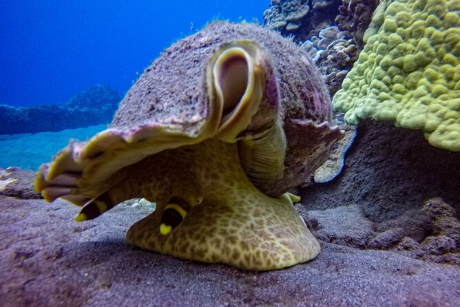 South Maui Shore Dive - One underwater session for $155