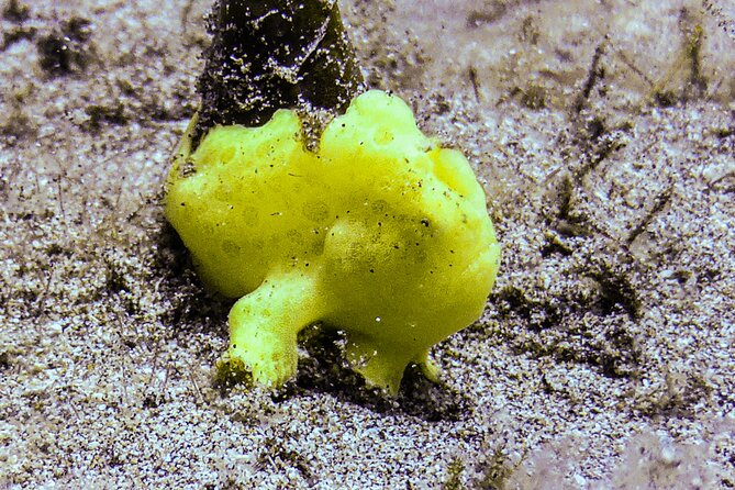 South Maui Shore Dive - Who should book this South Maui outing