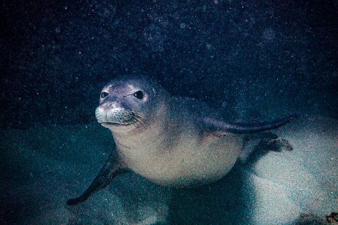 South Maui Shore Dive - Booking, cancellation, and flight timing