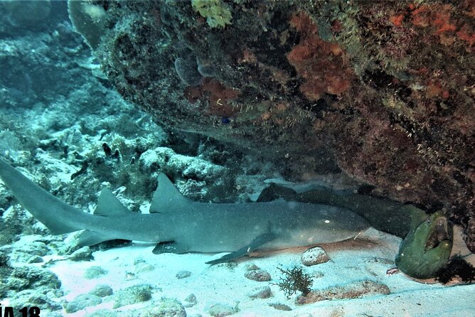 SPECIAL!! 2 Tank Wreck & Drift Reef dives - Key points to know before booking