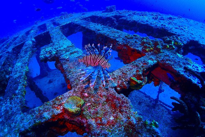 SPECIAL!! 2 Tank Wreck & Drift Reef dives - Two tanks, two moods beneath Isla Mujeres