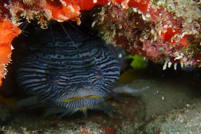 SPECIAL!! 2 Tank Wreck & Drift Reef dives - The second tank follows the current