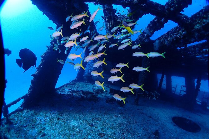 SPECIAL!! 2 Tank Wreck & Drift Reef dives - The guides and the small-group difference