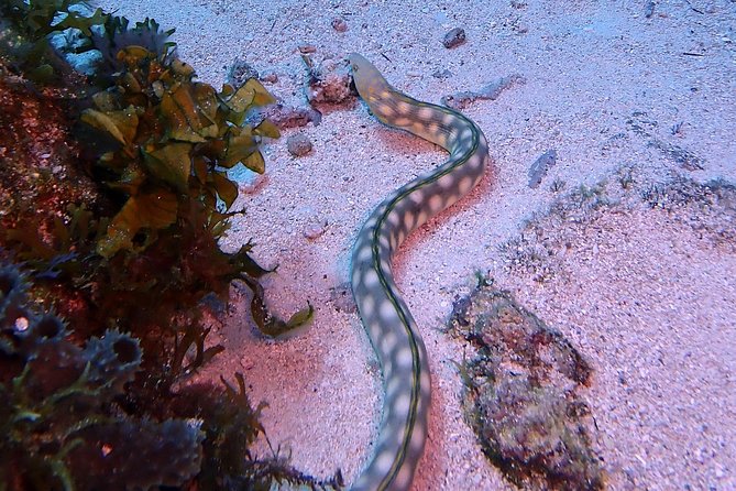 SPECIAL!! 2 Tank Wreck & Drift Reef dives - Is $125 a fair price?