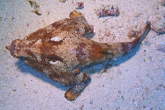 SPECIAL!! 2 Tank Wreck & Drift Reef dives - Practical preparation for a wreck and drift reef