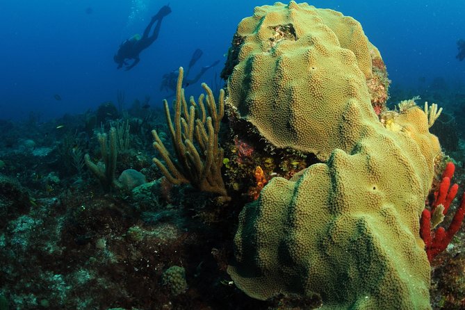 St Maarten Scuba Diving for Certified Divers - Departure points, timing, and what to bring