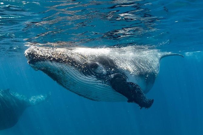 Swim with Humpback Whales - Ningaloo Reef - 3 Islands Whale Shark Dive - Why Ningaloo is the right place for this encounter
