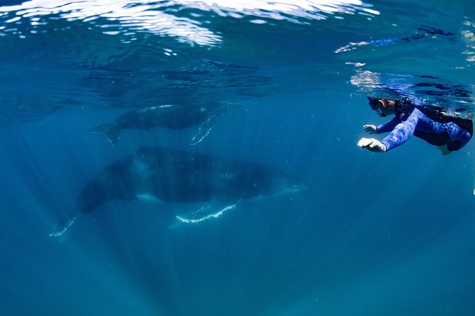 Swim with Humpback Whales - Ningaloo Reef - 3 Islands Whale Shark Dive - What swimming near a humpback feels like