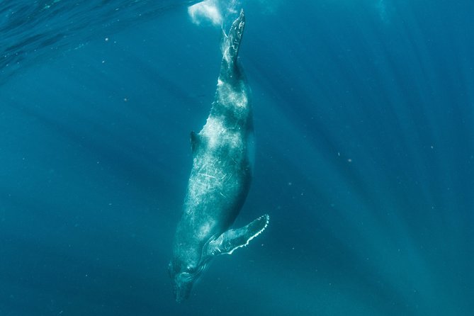Swim with Humpback Whales - Ningaloo Reef - 3 Islands Whale Shark Dive - The crew and the care on board