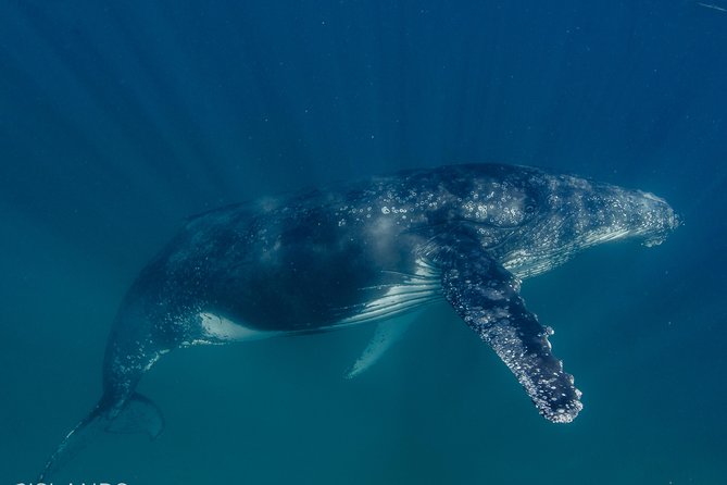 Swim with Humpback Whales - Ningaloo Reef - 3 Islands Whale Shark Dive - Is the $430.35 price fair?