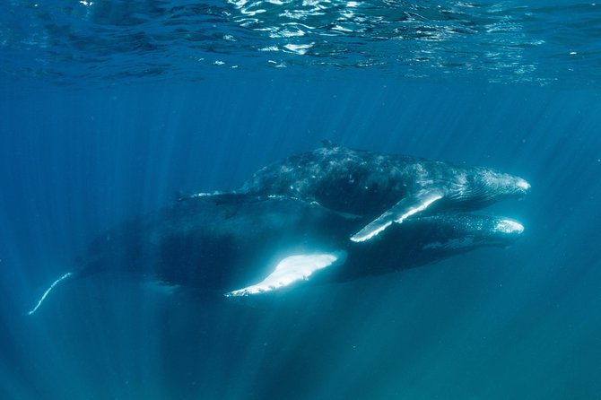 Swim with Humpback Whales - Ningaloo Reef - 3 Islands Whale Shark Dive - Practical preparation for the boat