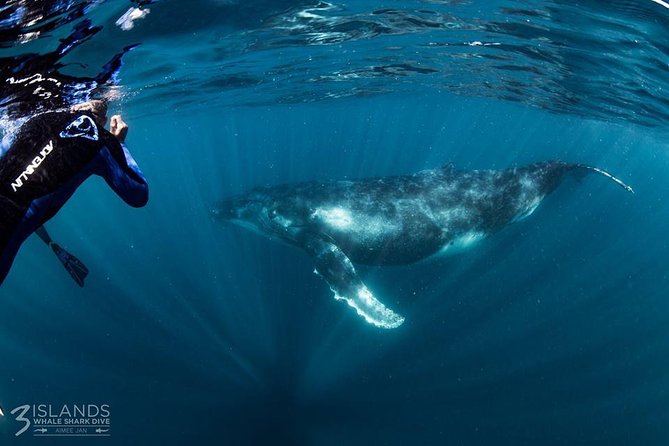 Swim with Humpback Whales - Ningaloo Reef - 3 Islands Whale Shark Dive - A full morning begins with the reef