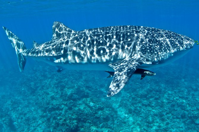 Swim with Whale Sharks in the Ningaloo Reef: 3 Island Shark Dive - The Ningaloo whale shark experience from Exmouth