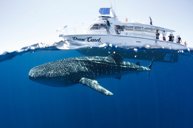 Swim with Whale Sharks in the Ningaloo Reef: 3 Island Shark Dive - Wildlife beyond the whale sharks