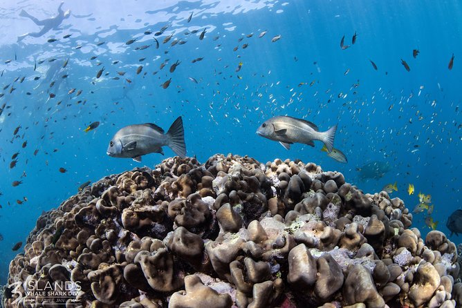 Swim with Whale Sharks in the Ningaloo Reef: 3 Island Shark Dive - Comfort, fitness, and the long day on board