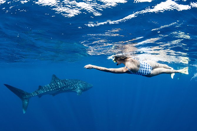 Swim with Whale Sharks in the Ningaloo Reef: 3 Island Shark Dive - When the weather and wildlife do not cooperate