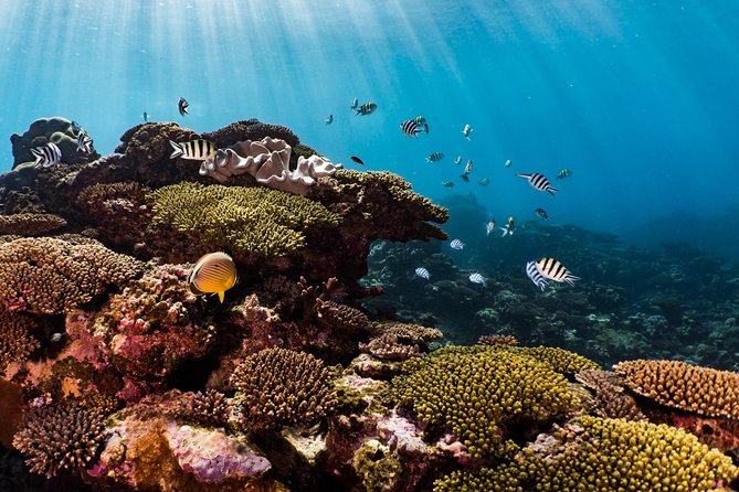Swim with Whale Sharks in the Ningaloo Reef: 3 Island Shark Dive - Who will get the most from this day