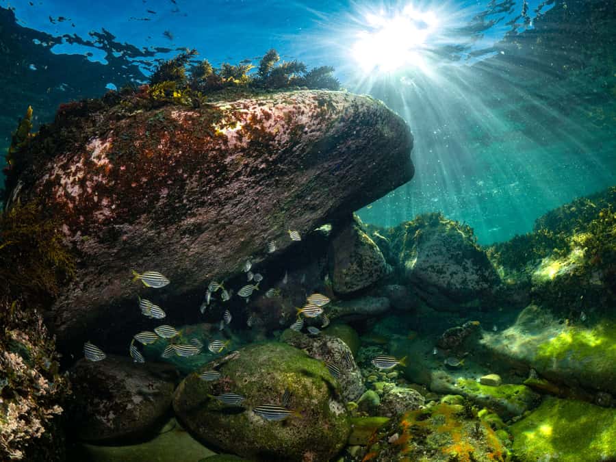 Sydney: Discover Scuba Dive at Australia's most Iconic Beach - Why the two-to-one ratio matters