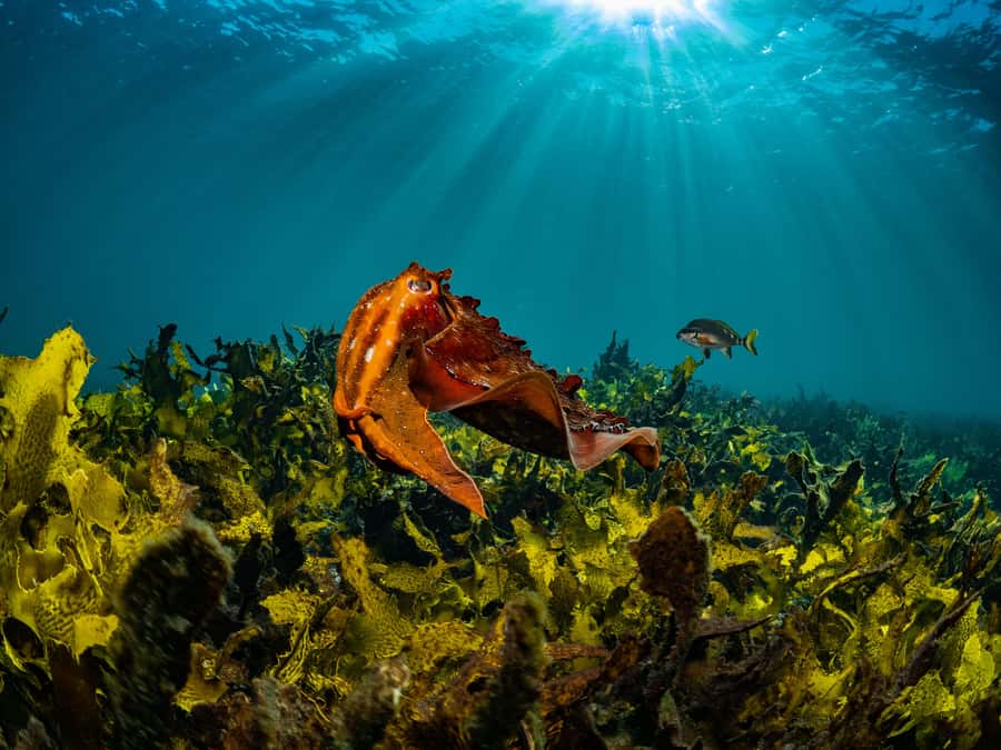 Sydney: Discover Scuba Dive at Australia's most Iconic Beach - Who should book this experience