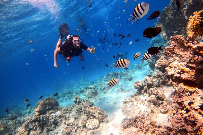 Take advantage of a half-day boat dive experience in Red sea of Aqaba. - Health rules you should take seriously