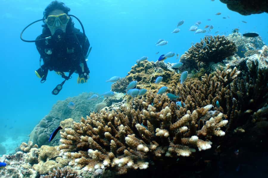 Tayrona National Park: Scuba Diving Tour for Beginners - Should you book the Tayrona scuba course?