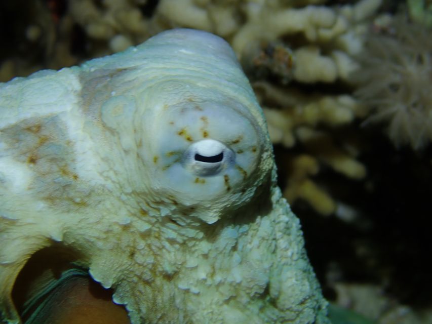 Tenerife: 2-Dive Private Scuba Discovery Course - What the Basic Diver certificate lets you do